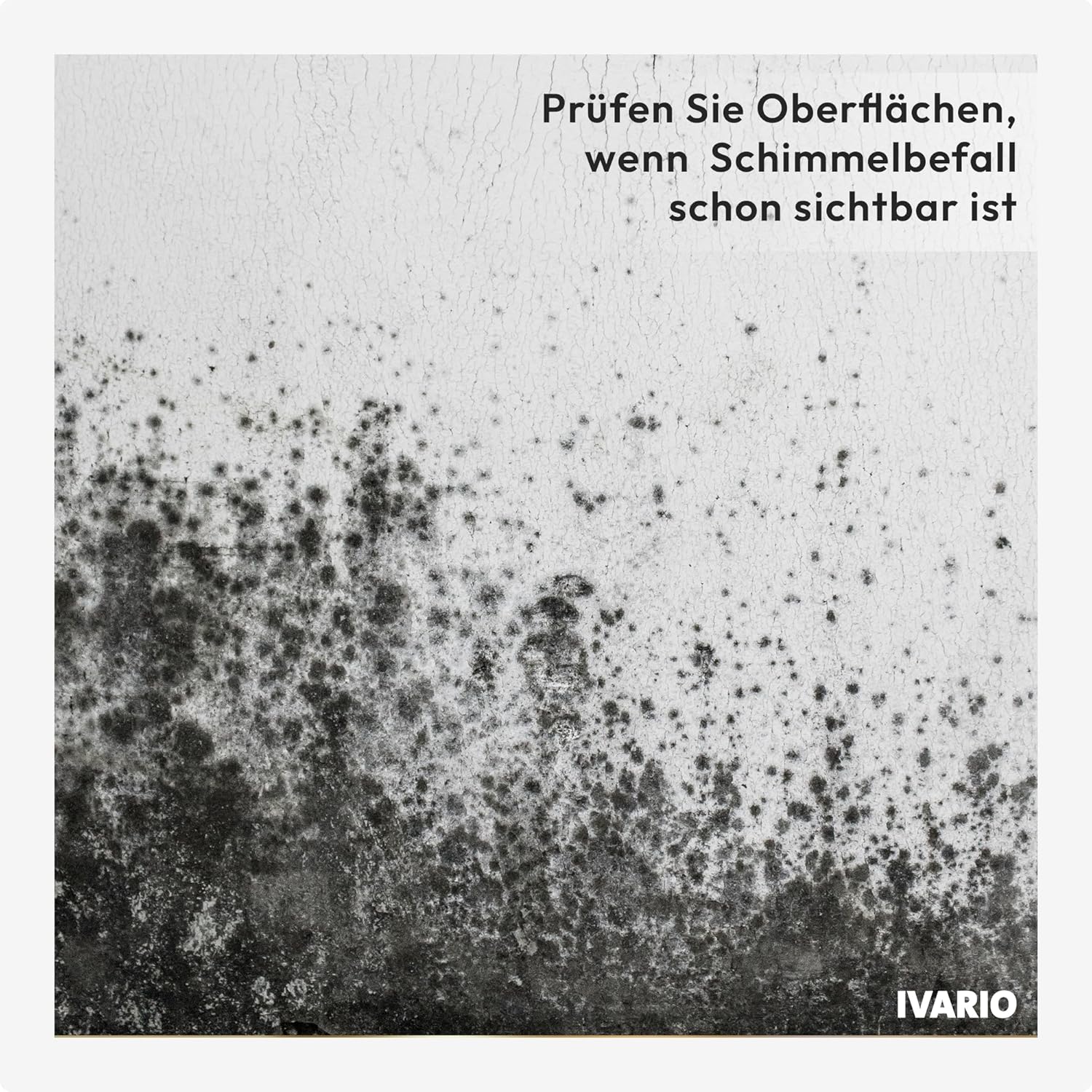 IVARIO Schimmeltest für Oberflächen im Haushalt, Fenster und Wände, detaillierte Schimmelanalyse für die häufigsten Schimmelarten vom akkreditierten Labor – Bild 8