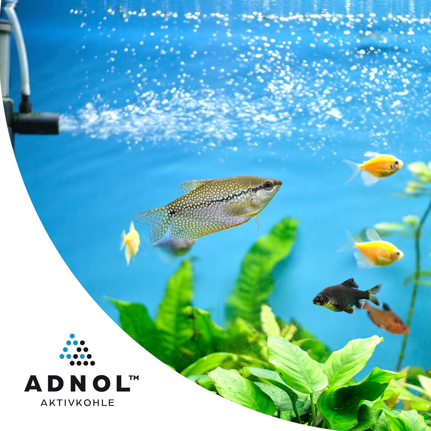 Aktivkohlegranulat 5 Liter aus Kokosnussschalen für Wasserfilter für Aquarium und Teich, Maschenweite 6 x 12, Körnung 3,35-1,7 mm, Energieklasse A, als Kohlefilter einsetzbar – Bild 5