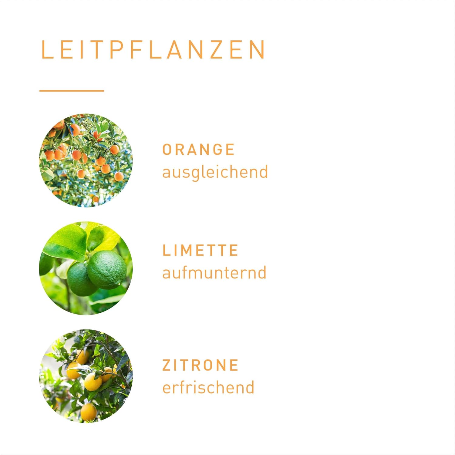 PRIMAVERA Gute-Laune-Duftmischung 5 ml – Orange, Limette und Zitrone – Aromaöl, Duftöl, ätherisches Öl, Aromatherapie – motivierend – vegan – Bild 5