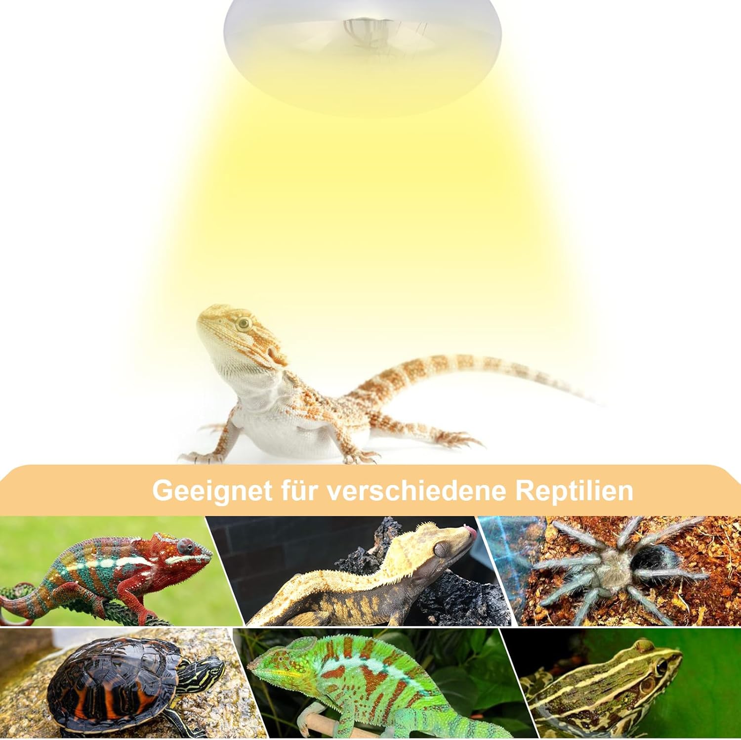 DERNORD UVA UVB Wärmelampe, UV-Lichtlampe, 100 Watt, für Schildkrötenhaus, Gecko, Bartagamen, Terrarium, Solarstrahler, Vollspektrum, Tageslichtlampe, E27-Fassung – Bild 6