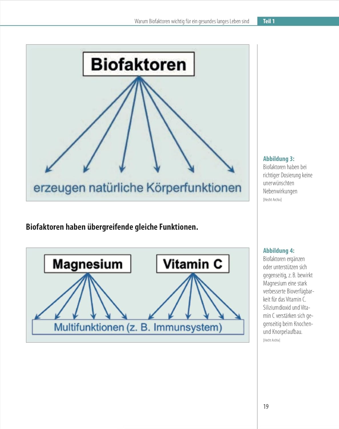 Biofaktoren für gesundes Altern: Sinnvolle Nahrungsergänzungsmittel und Maßnahmen, um mit einer gesunden Lebensweise vital alt zu werden. Ein Ratgeber für Gesundheit ohne Ablaufdatum – Bild 6