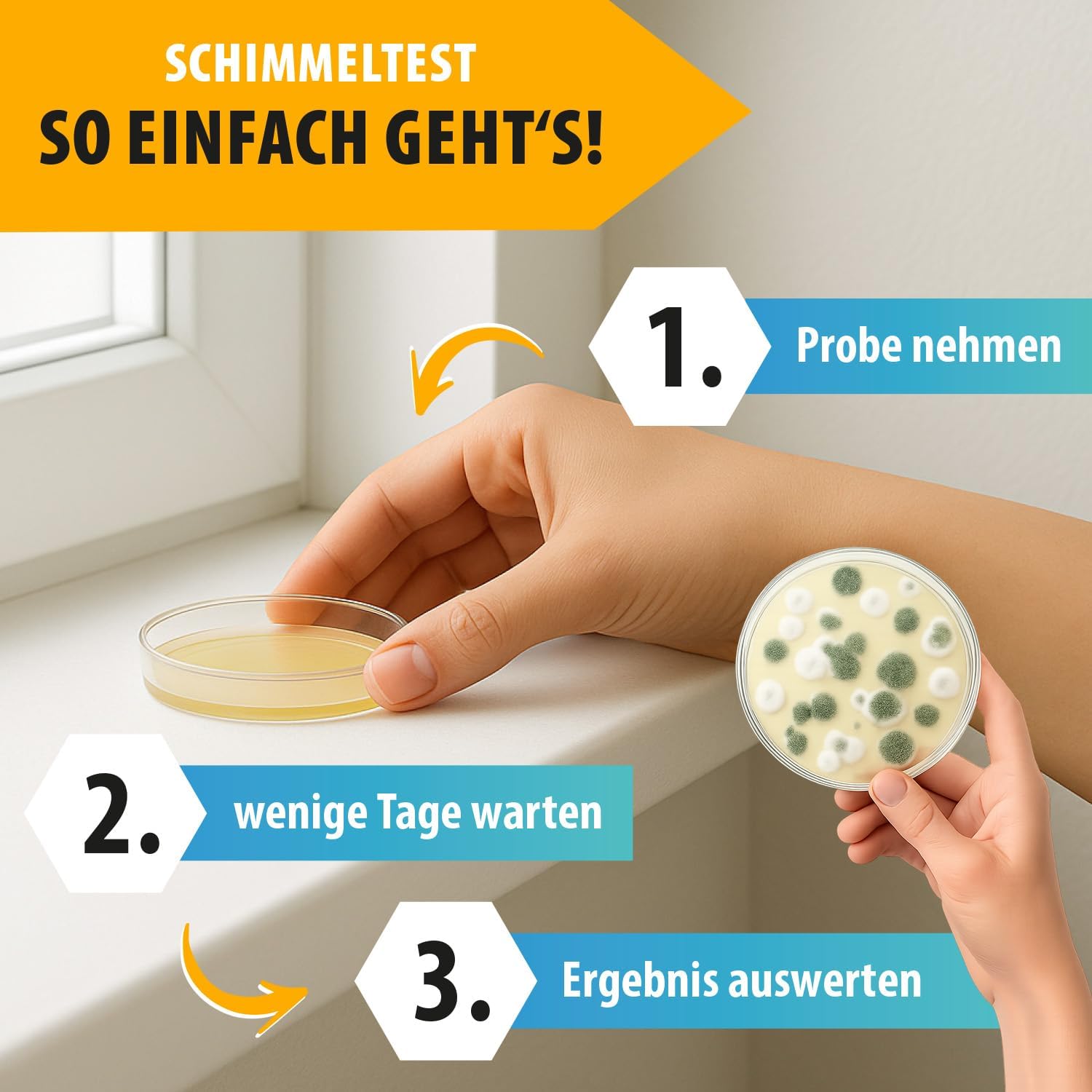 Schimmel-Schnelltest, 10 Nährmedien für mehrere Räume, Schimmeltest für zu Hause, hergestellt in Deutschland, inklusive Anleitung und Auswerteprotokoll – Bild 4