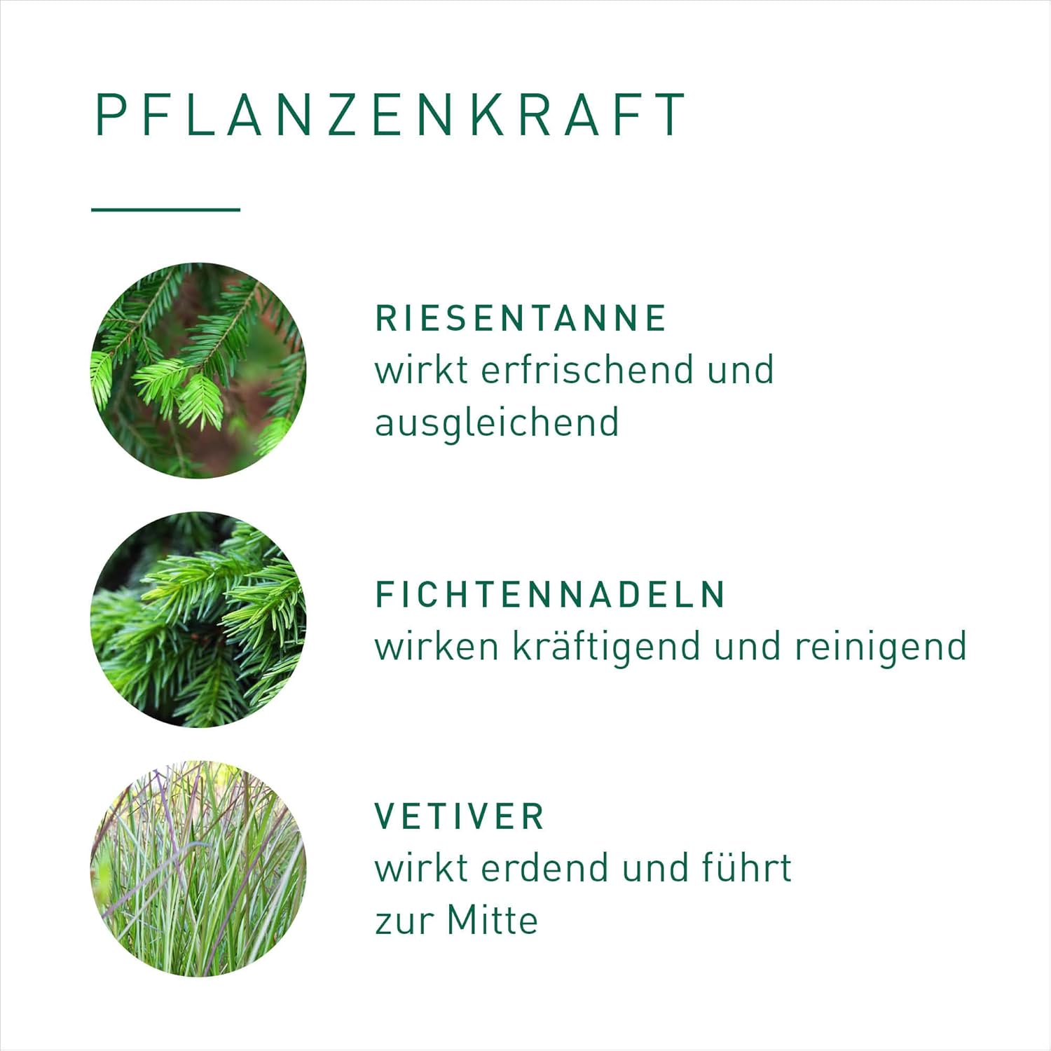 PRIMAVERA Duftmischung Waldspaziergang 5 ml – Riesentanne, Fichtennadeln und Vetiver – Aromaöl, Duftöl, ätherische Öl-Aromatherapie – belebend, revitalisierend – vegan – Bild 5