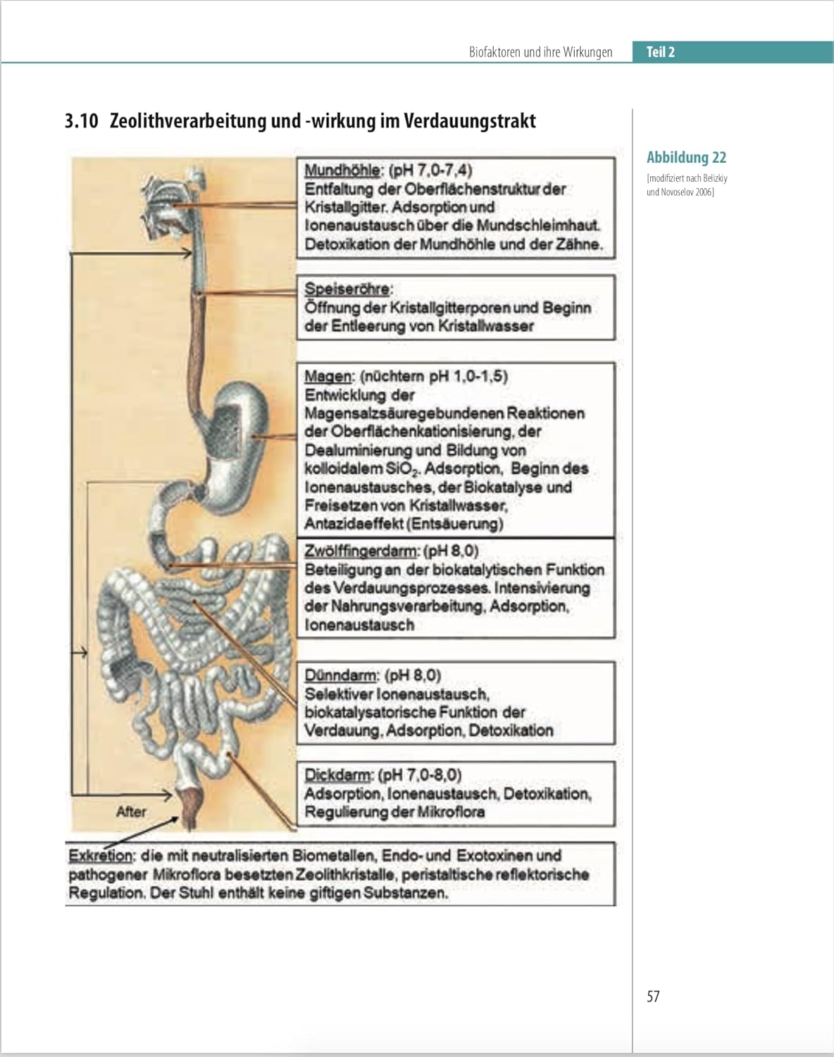 Biofaktoren für gesundes Altern: Sinnvolle Nahrungsergänzungsmittel und Maßnahmen, um mit einer gesunden Lebensweise vital alt zu werden. Ein Ratgeber für Gesundheit ohne Ablaufdatum – Bild 10