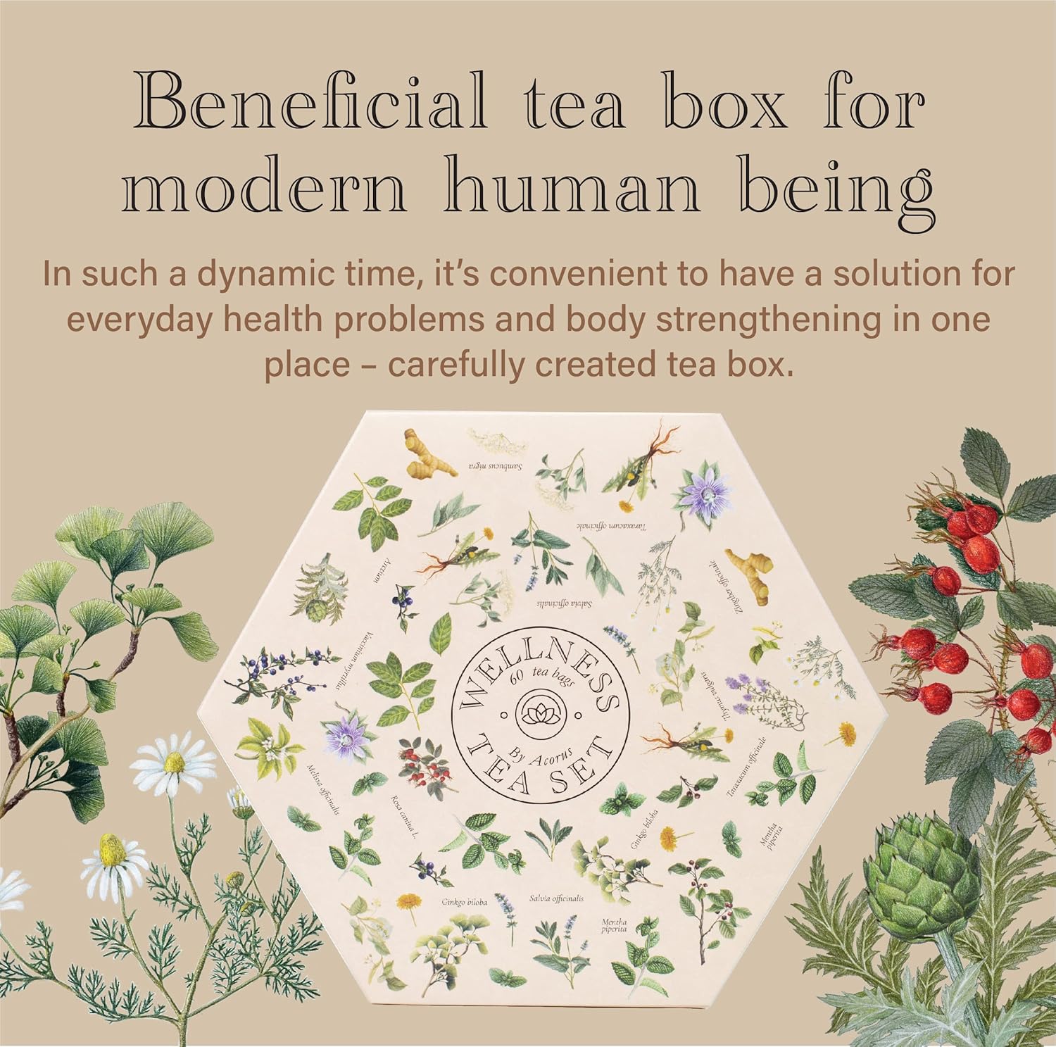 ACORUS Wellness-Teeset – Naturtee-Auswahlbox mit 6 Geschmacksrichtungen, Tee-Geschenkset, große Teebox mit 60 Kräuter-Teebeuteln, 6 funktionelle Tees – Bild 3